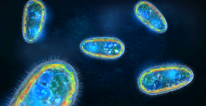 Tiny protein filaments maintain bacteria's size and shape.