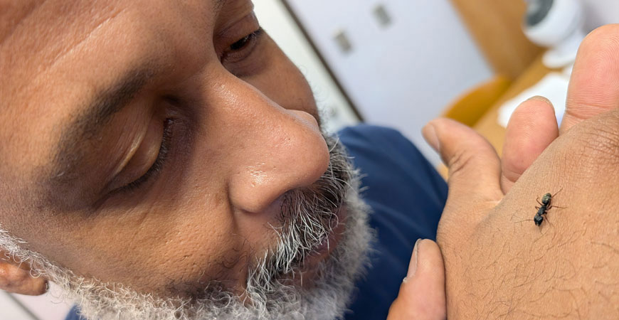 UC Merced graduate student Reo Maynard studies a carpenter ant from one of his many ant colonies.
